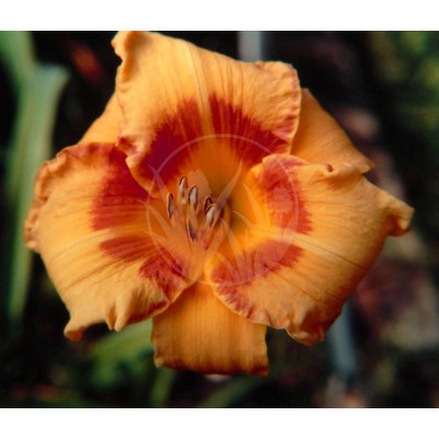 Cherry Eyed Pumpkin_